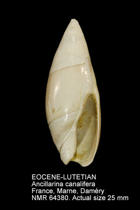 EOCENE-LUTETIAN Ancillarina canalifera.jpg - EOCENE-LUTETIANAncillarina canalifera(Lamarck,1802)
